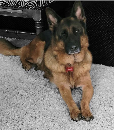 dog